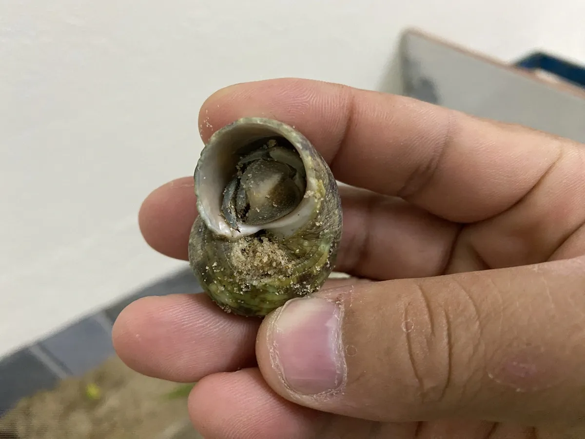 Ốc mượn hồn được bán gần trường tiểu học tại Đà Nẵng