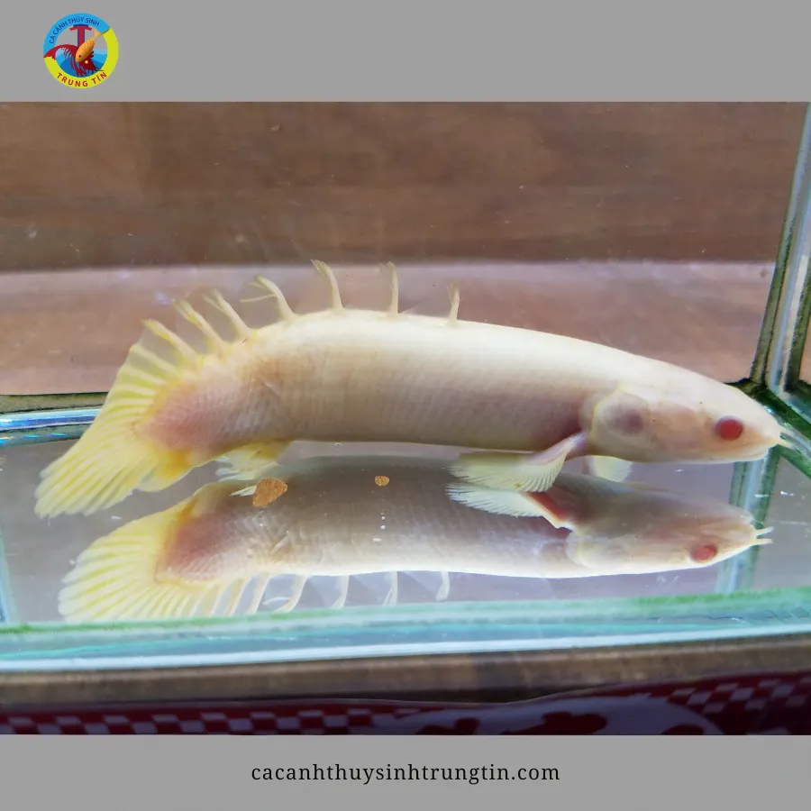 Cá Cửu Sừng Albino (Polypterus senegalus) - một loài săn mồi tiền sử