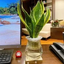 Lưỡi hổ nước