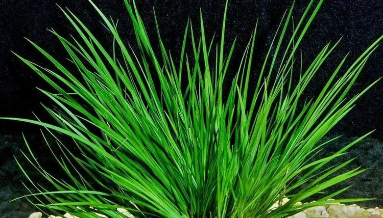 Hình ảnh cây thạch xương bồ có lá hình dải hẹp