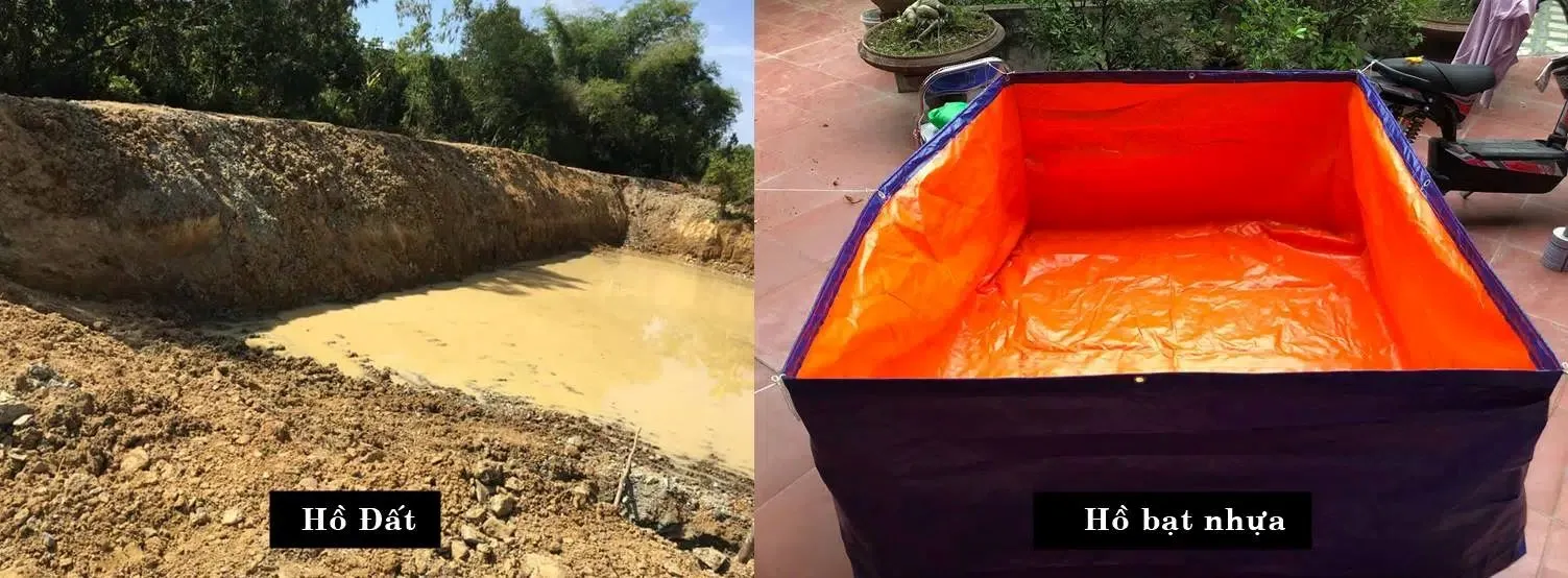 Môi trường nuôi bobo có thể là hồ đất hoặc hồ bạt nhựa với mực nước nông