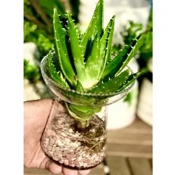 Chậu nha đam thủy canh