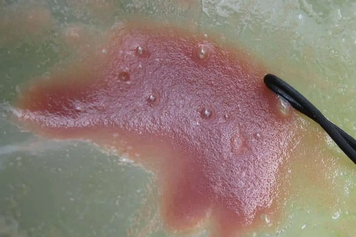 Mực nước lý tưởng để nuôi bobo (trứng nước) trong hồ nhỏ