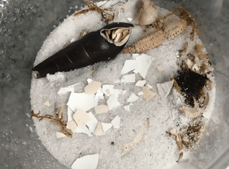 Ốc mượn hồn ăn vỏ trứng nghiền để bổ sung canxi