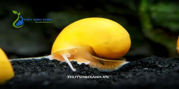 Ốc táo vàng nổi bật trong hồ thủy sinh