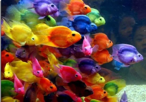 Giá bán Cá Huyết Anh Vũ thay đổi tùy thuộc vào kích thước và chất lượng