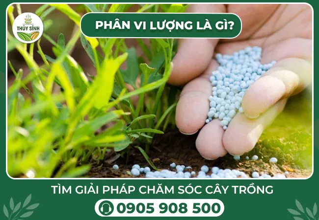 Phân vi lượng là gì?
