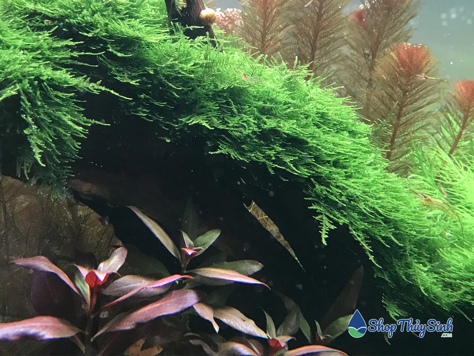 Các loại Rêu Thủy Sinh (mini taiwan, usfiss) thích nhiệt độ mát