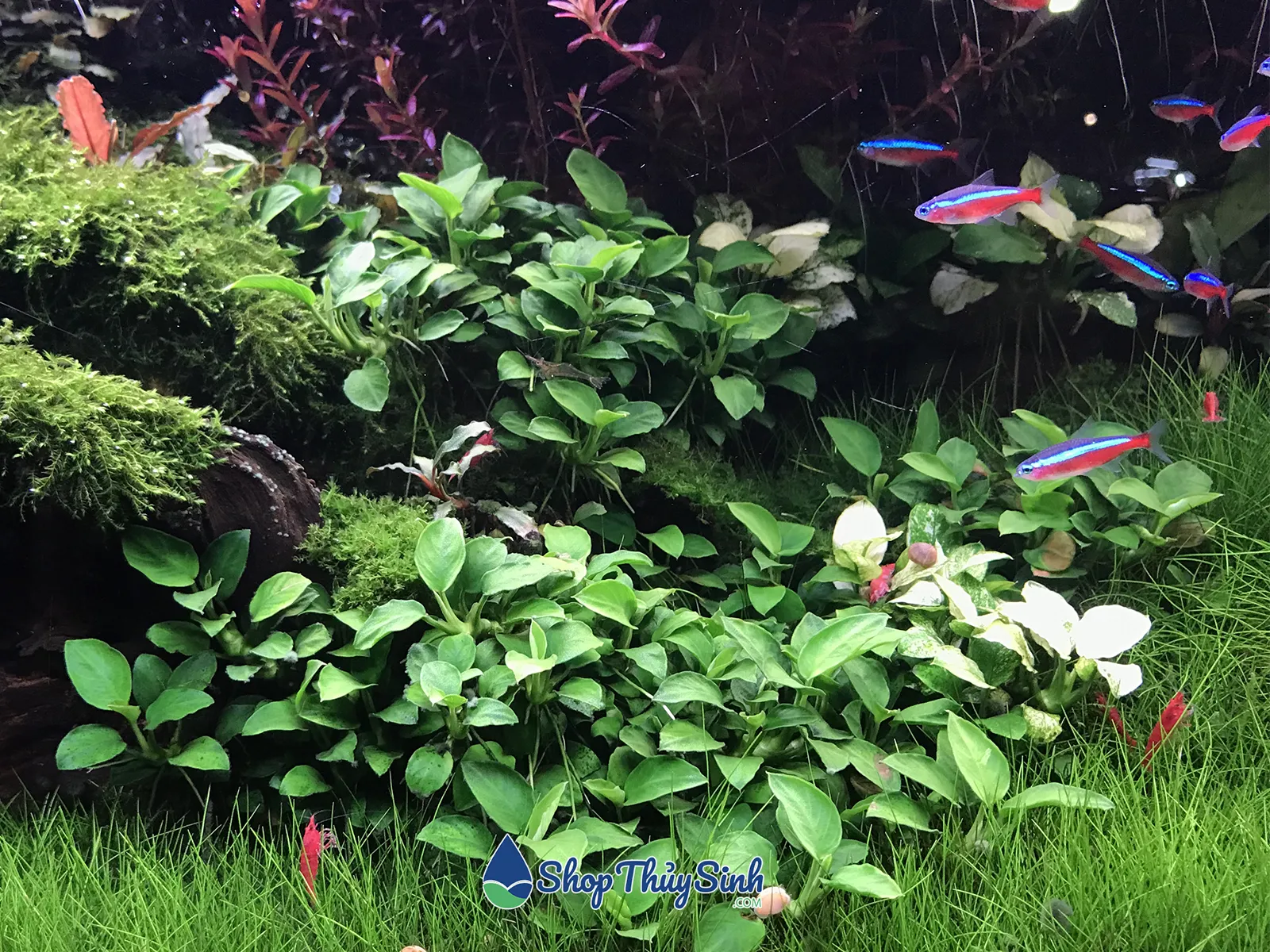 Cây Ráy Nana Petite lá nhỏ cho hồ thủy sinh low-tech