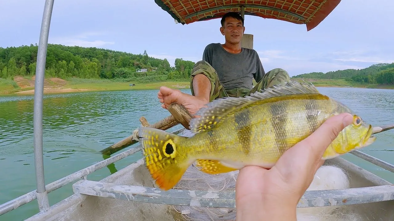 Hoạt động săn câu cá Hoàng Đế diễn ra sôi nổi tại hồ Thác Bà