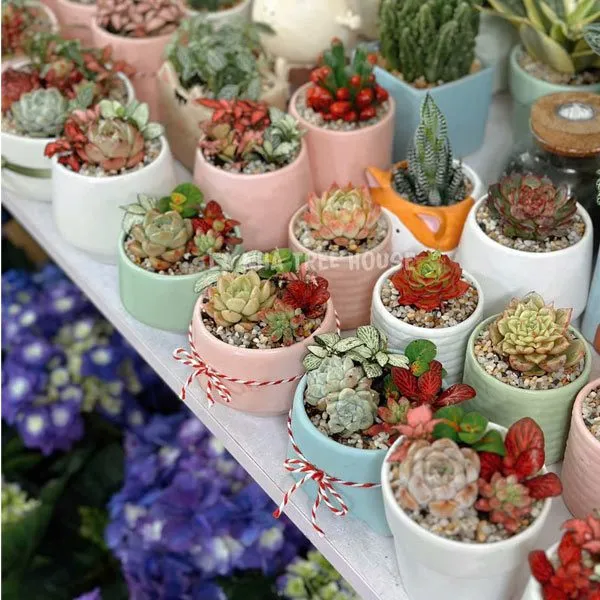 Cây sen đá mix lá may mắn