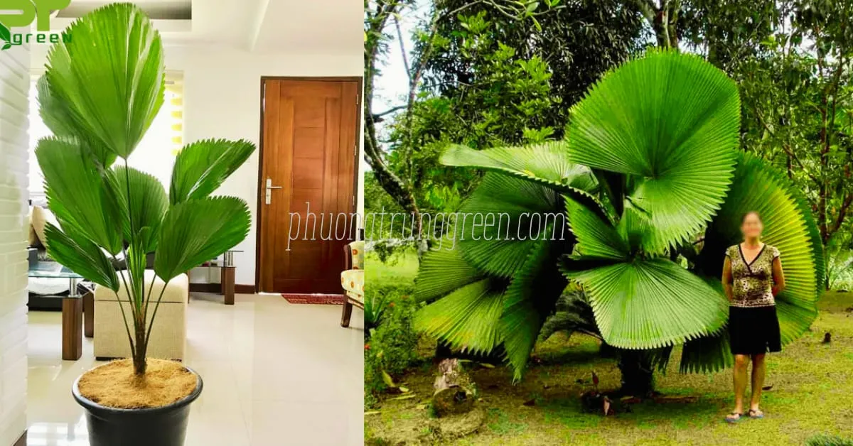 Tác dụng thanh lọc không khí và trang trí của cây Cọ Nhật