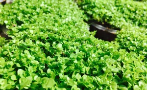 Thảm Trân Châu Ngọc Trai đã bò kín nền bể thủy sinh, tạo thành lớp cỏ xanh