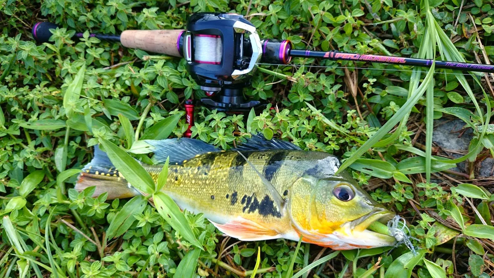 Những cần thủ hào hứng với việc săn bắt loài cá ngoại lai hiếu chiến này