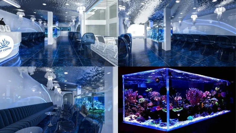 Không gian bên trong REEF COFFEE với các bể cá cảnh biển rực rỡ sắc màu