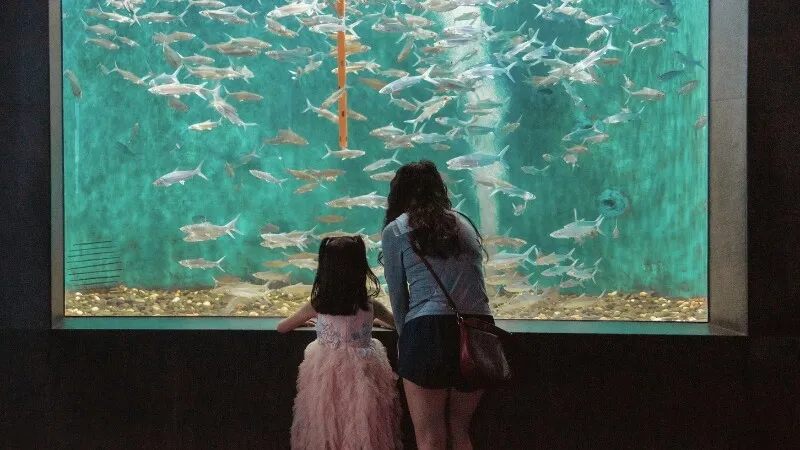 Khách tham quan đang chụp ảnh tại bể cá lớn miễn phí ở tầng trệt Crescent Mall