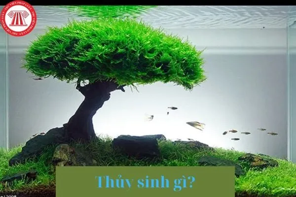 Biểu tượng Ngũ Hành tương sinh giải thích Thủy sinh gì