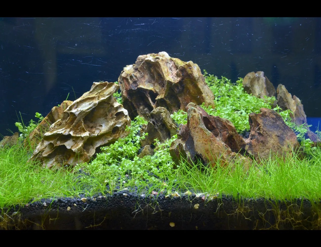 Việc chăm sóc hồ thủy sinh thường xuyên là chìa khóa để duy trì một bố cục đẹp