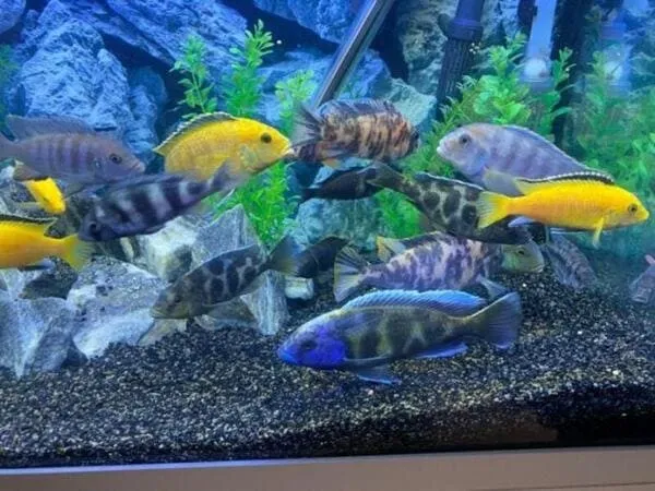 Hướng dẫn các bí quyết chăm sóc để giữ màu xanh đẹp cho cá