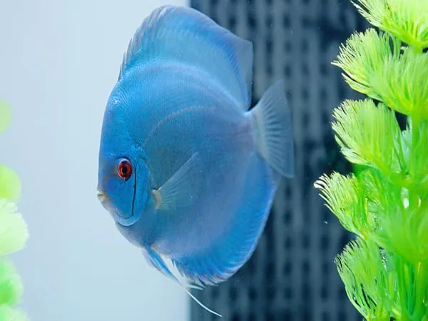 Cá Dĩa xanh có hình dáng tròn dẹt và màu xanh sáng bóng