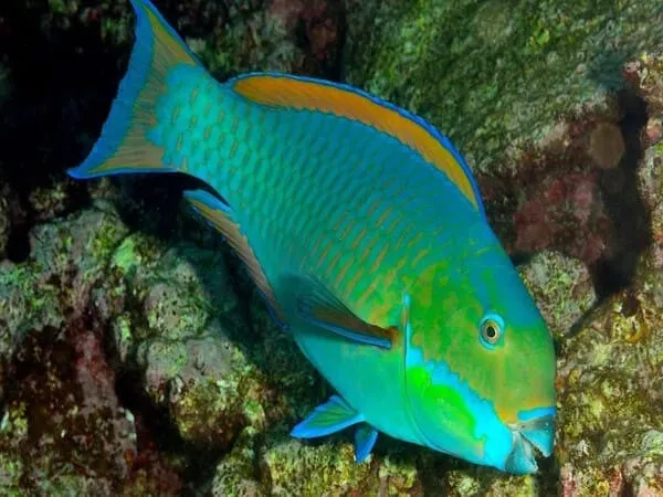 Cá Vẹt xanh với màu xanh tươi sáng và miệng giống mỏ vẹt