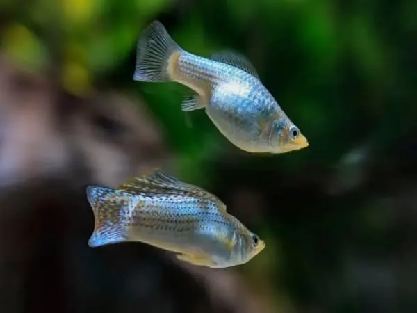 Cá Molly xanh ánh kim, một lựa chọn dễ nuôi cho người mới
