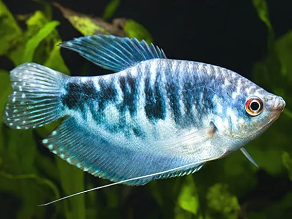 Cá Sặc Gấm nổi bật với màu xanh lam rực rỡ và thân hình dài