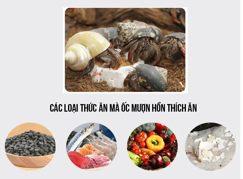 Bát thức ăn viên khô dành riêng cho ốc mượn hồn