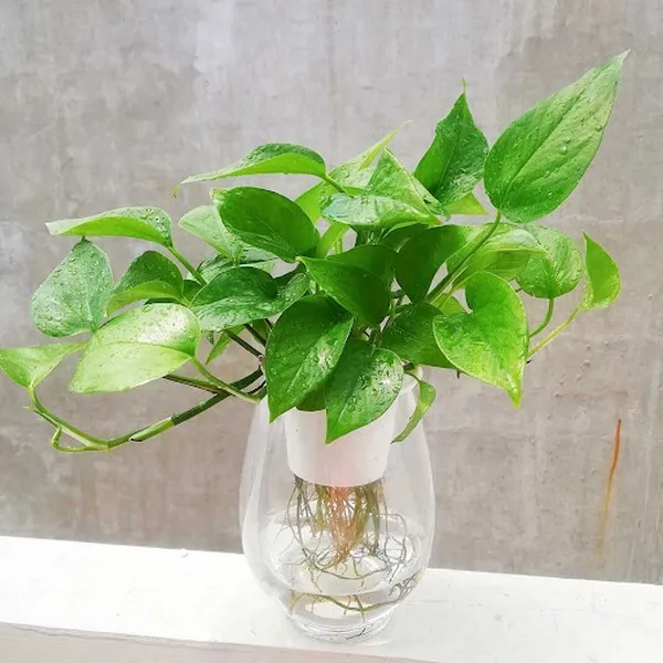 Trầu Bà là loài cây cảnh được dân văn phòng ưa chuộng