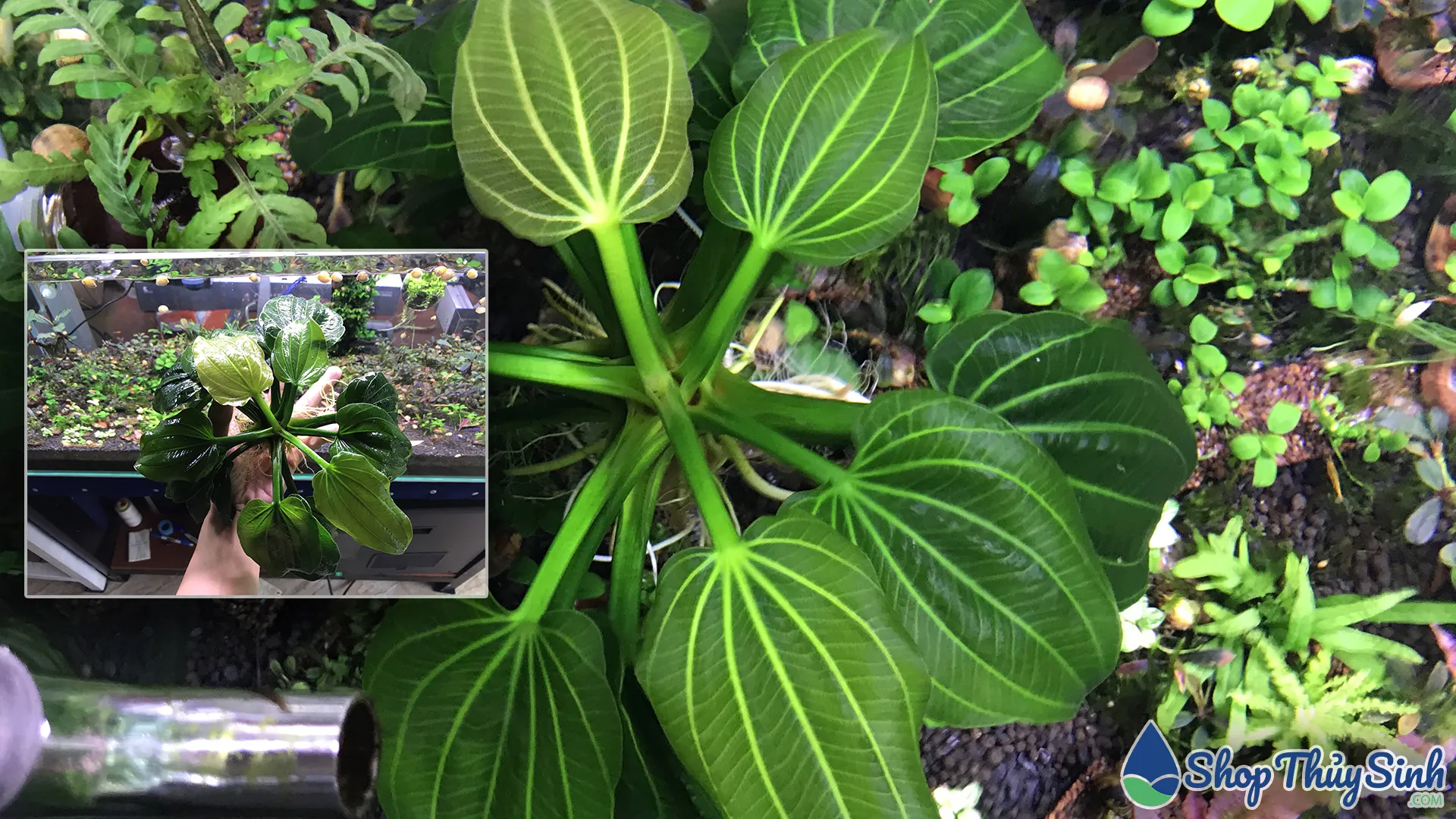 Trầu Iguazu 09 (Echinodorus) không cần CO2, giúp khử độc hồ tép