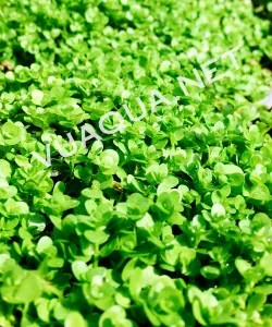 Cây Trân Châu Ngọc Trai phát triển tươi tốt, lá tròn nhỏ, xanh mướt