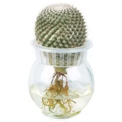 Xương rồng thủy canh