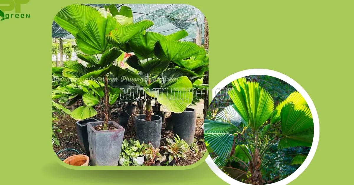 Ý nghĩa phong thủy của cây Cọ Nhật giúp mang lại may mắn và tài lộc