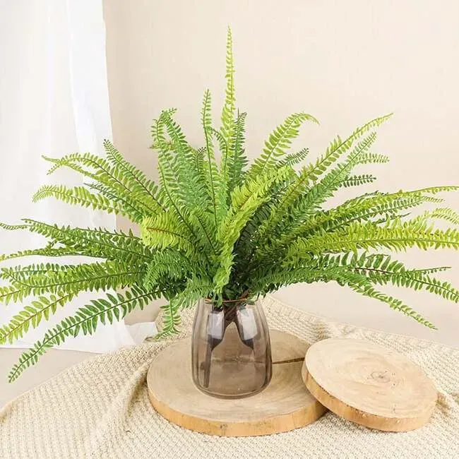 Ý nghĩa phong thủy và lợi ích của dương xỉ lá me