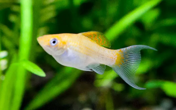 Giải pháp khắc phục cá Molly ăn cá con bằng cách tách riêng