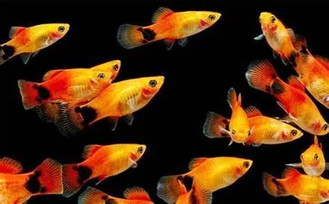 Cá Molly đang bơi lội