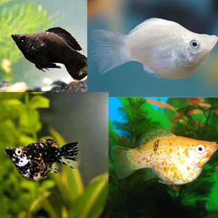 Duy trì môi trường sống sạch sẽ cho cá Molly