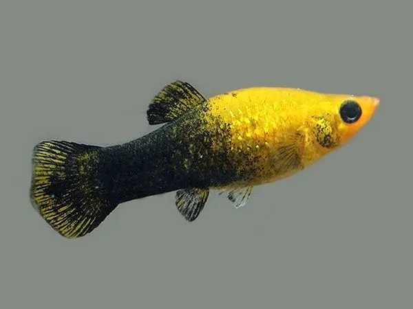 Cá Molly bơi cạnh rêu tảo