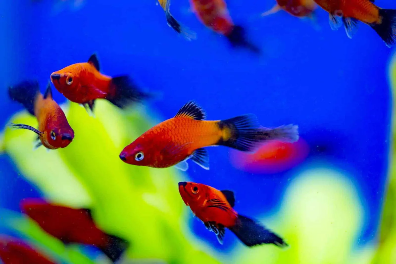 Cá Molly trong môi trường có nhiều cây thủy sinh