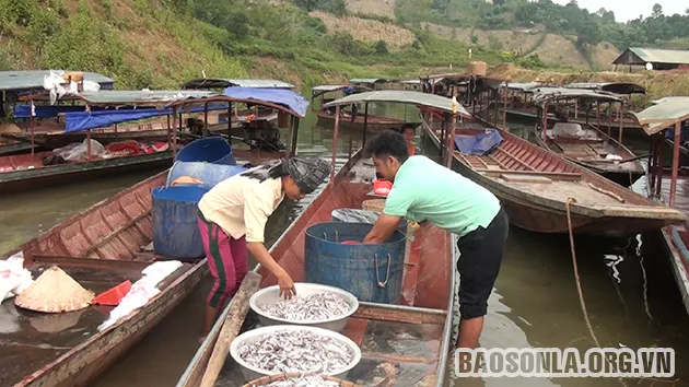 Người dân đánh bắt cá tép dầu trên hồ Sông Đà