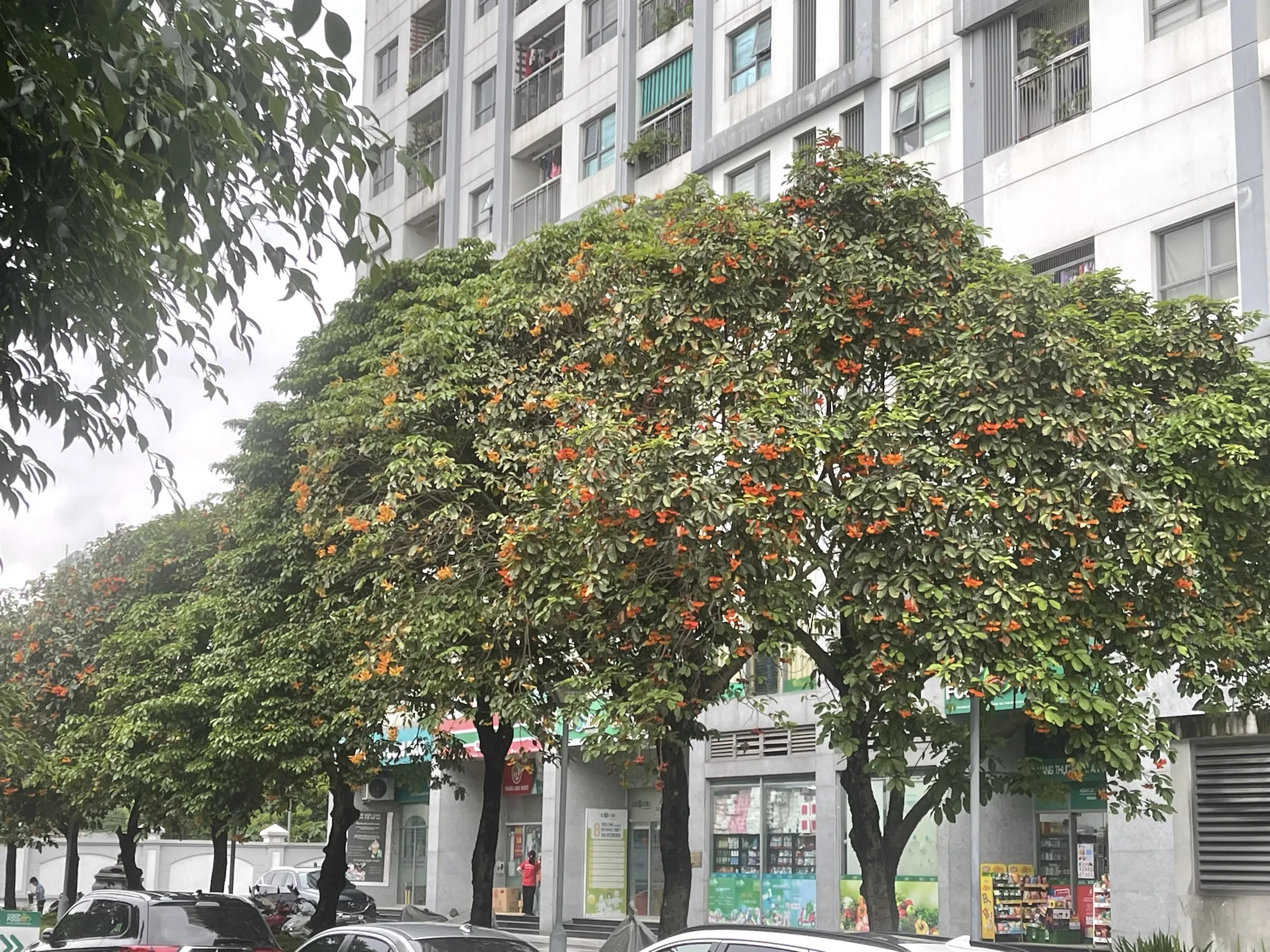 Thao tác cắt tỉa cành cây Sang trước mùa mưa bão để đảm bảo an toàn giao thông và phòng ngừa nguy hiểm