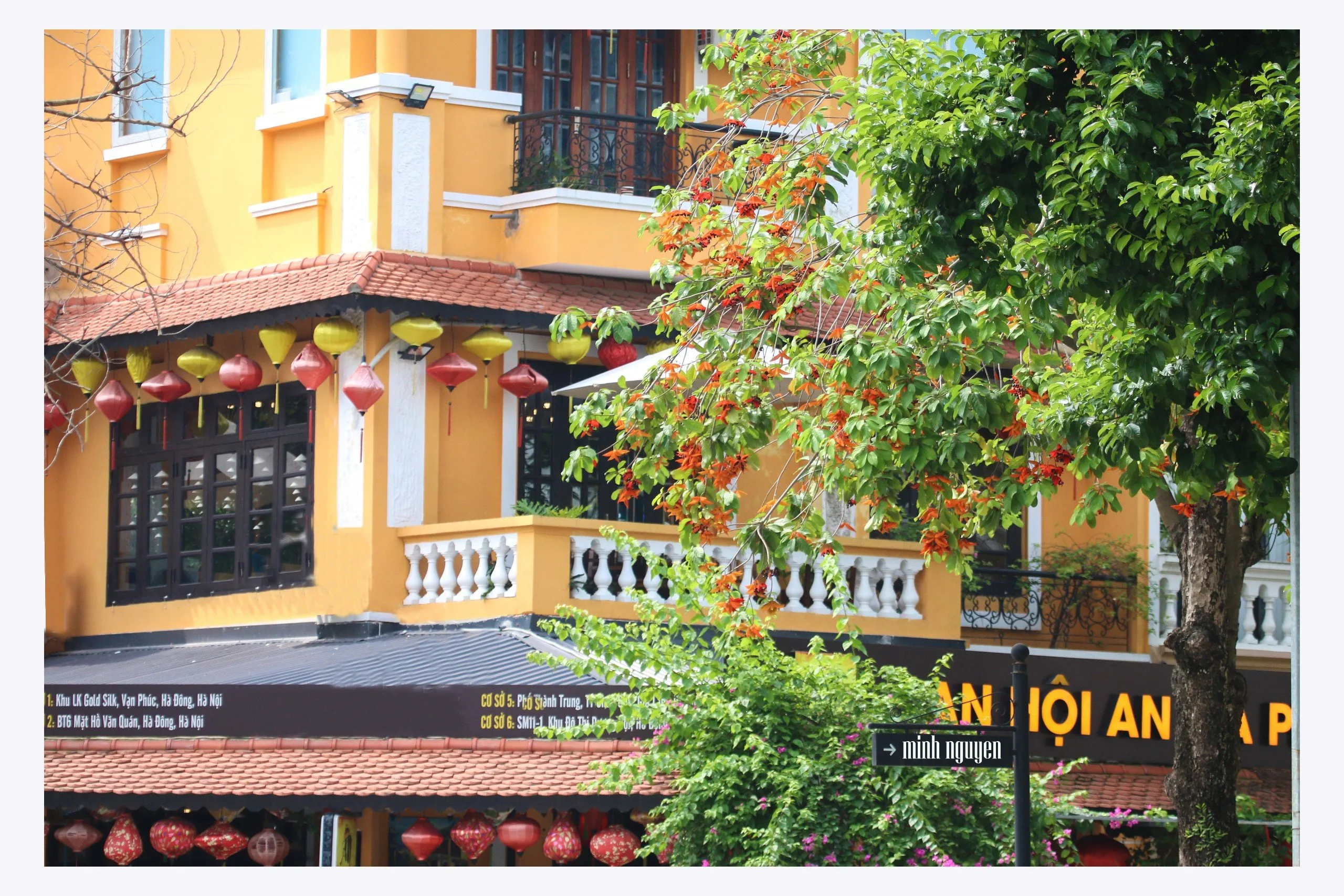 Cây Sang Đỏ được sử dụng làm cây điểm nhấn cảnh quan trong sân vườn biệt thự, mang lại bóng mát và màu sắc