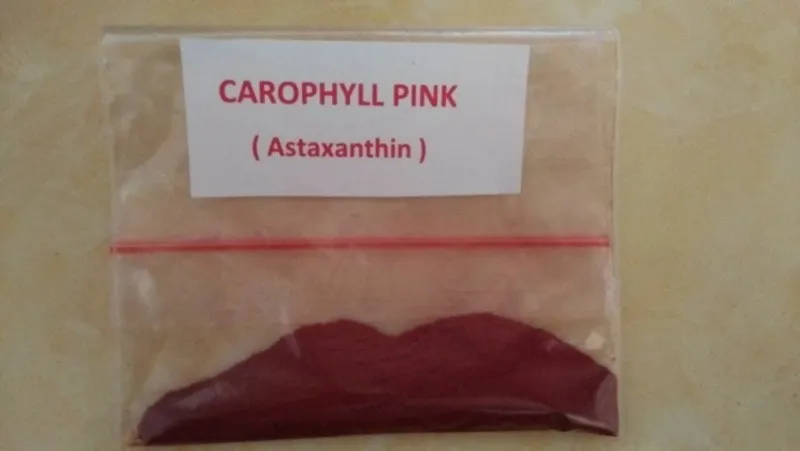Hướng dẫn trộn Carophyll Pink vào thức ăn tim bò