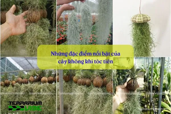 Cận cảnh đặc điểm độc đáo của cây Tóc Tiên (Tillandsia usneoides)