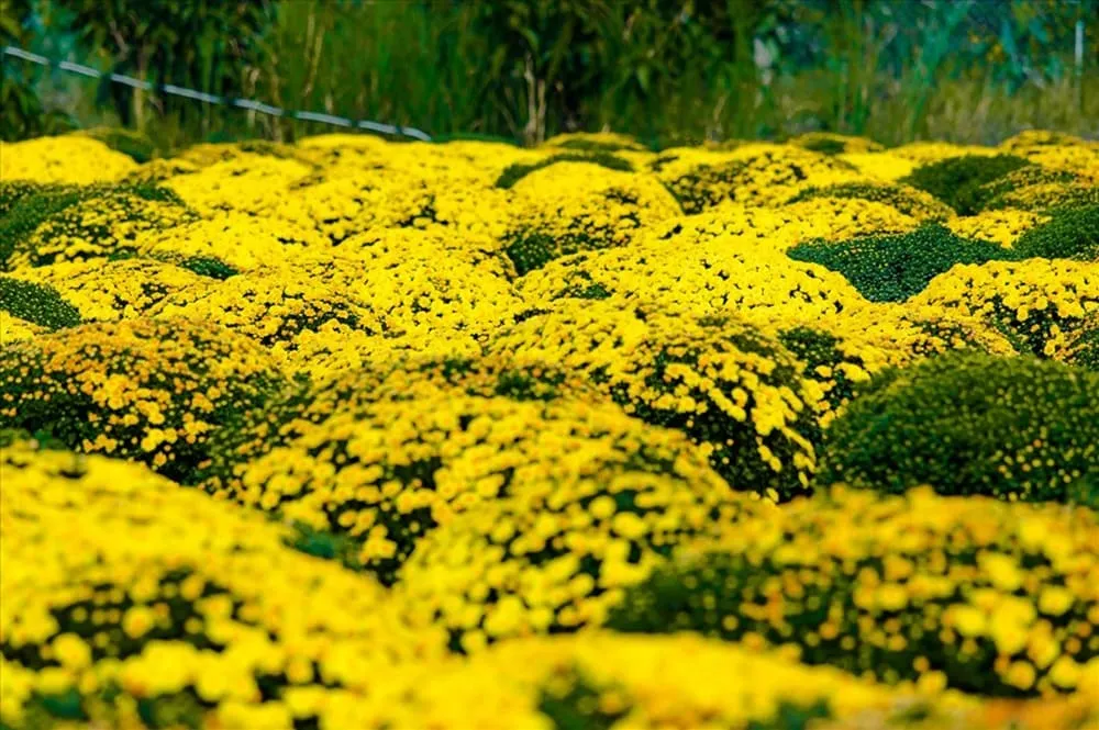 Chậu hoa cúc xum xuê, ước mong cho năm mới gia đình sum vầy hạnh phúc