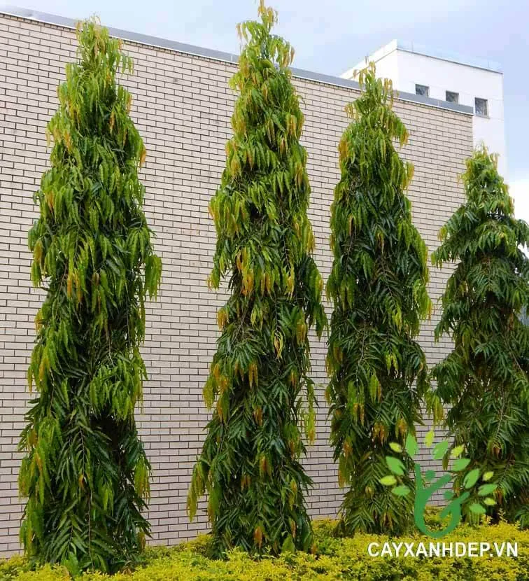 Cây Hoàng Nam (Huyền Diệp) dáng tháp