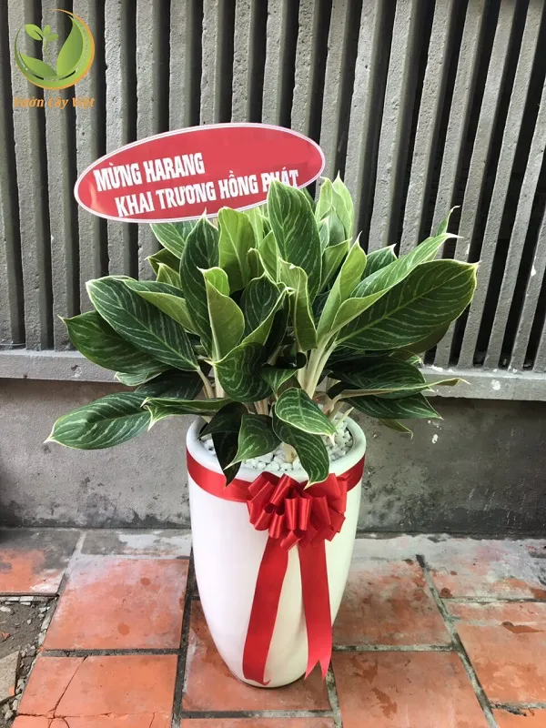 Cây Bạch Mã Hoàng Tử mang vẻ đẹp lịch lãm, sang trọng