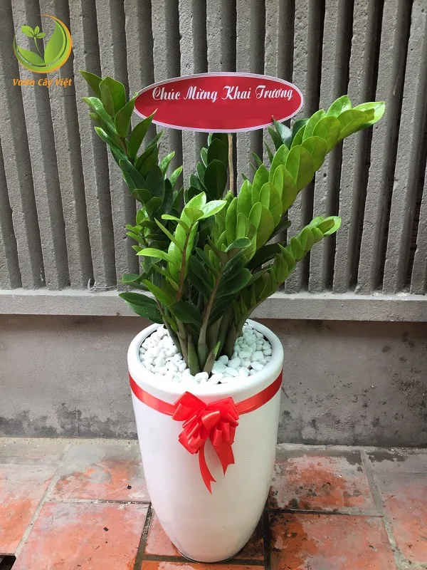 Cây Kim Tiền đại diện cho sự giàu sang và phú quý