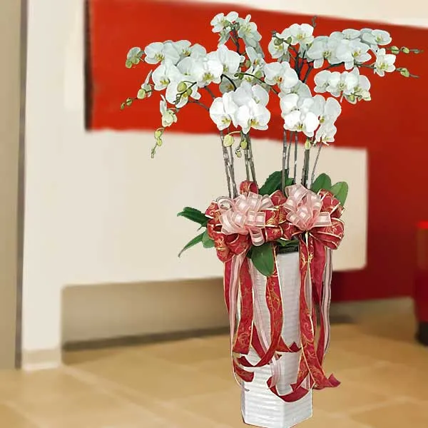 Một chậu Lan Hồ Điệp còn nguyên thân và rễ, thể hiện sự tinh tế