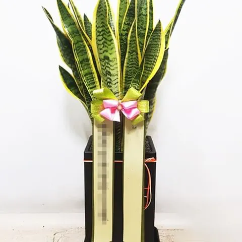 Cây Lưỡi Hổ có lá mọc thẳng thể hiện sự quyết đoán